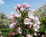 Adirondack Crabapple - Malus 'Adirondack'