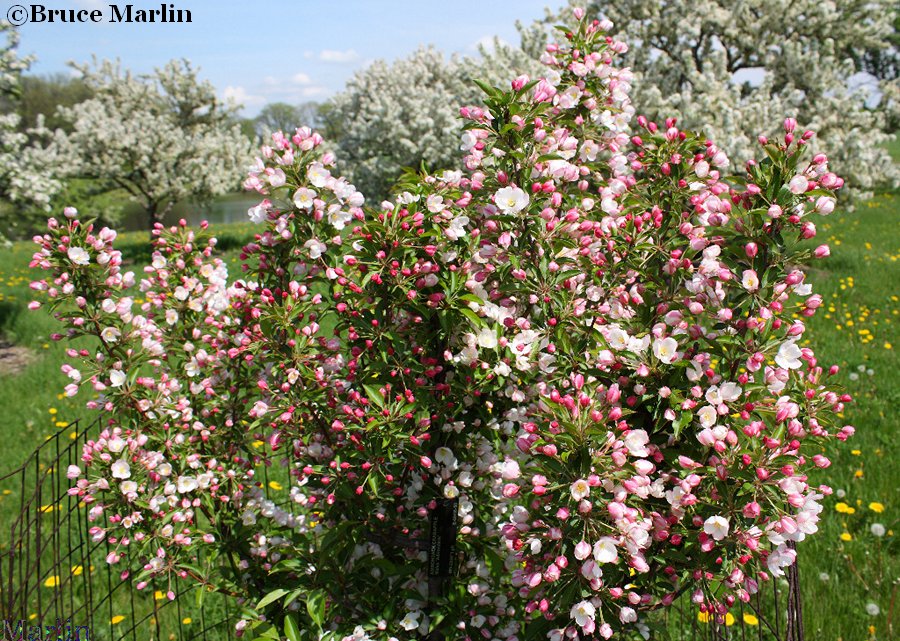 Adirondack Crabapple - Malus 'Adirondack'