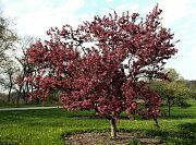 American Masterpieceâ„¢ Crabapple - Malus 'Amaszam'