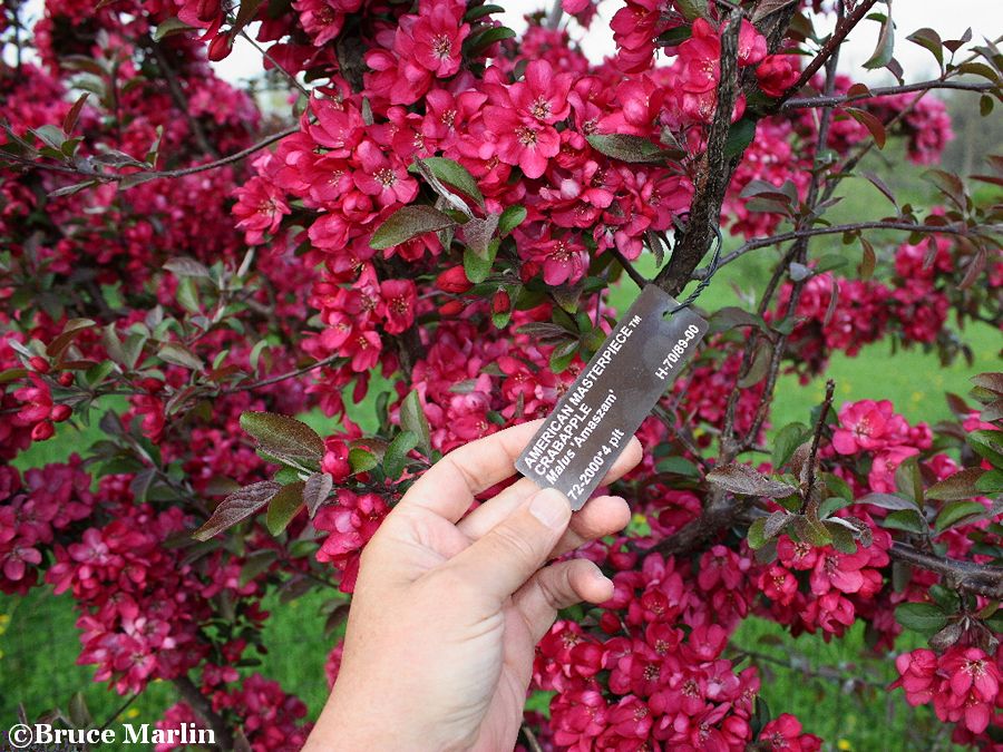 American Masterpiece Crabapple blossoms