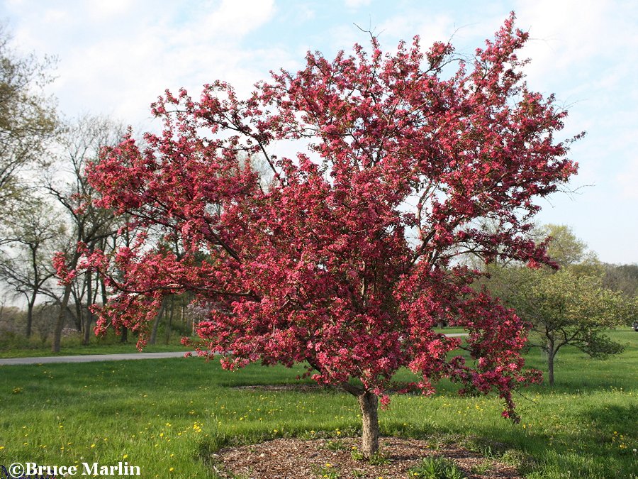 American Masterpiece Crabapple