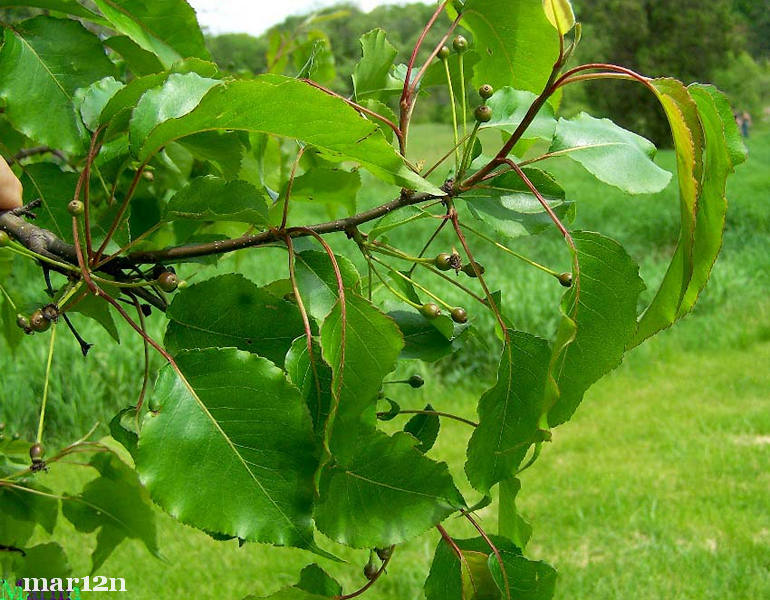 Callery Pear foliage and fruit