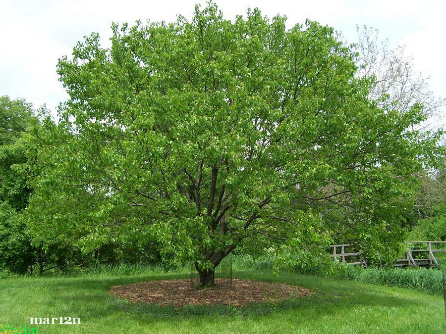 Callery Pear at Morton Arboretum