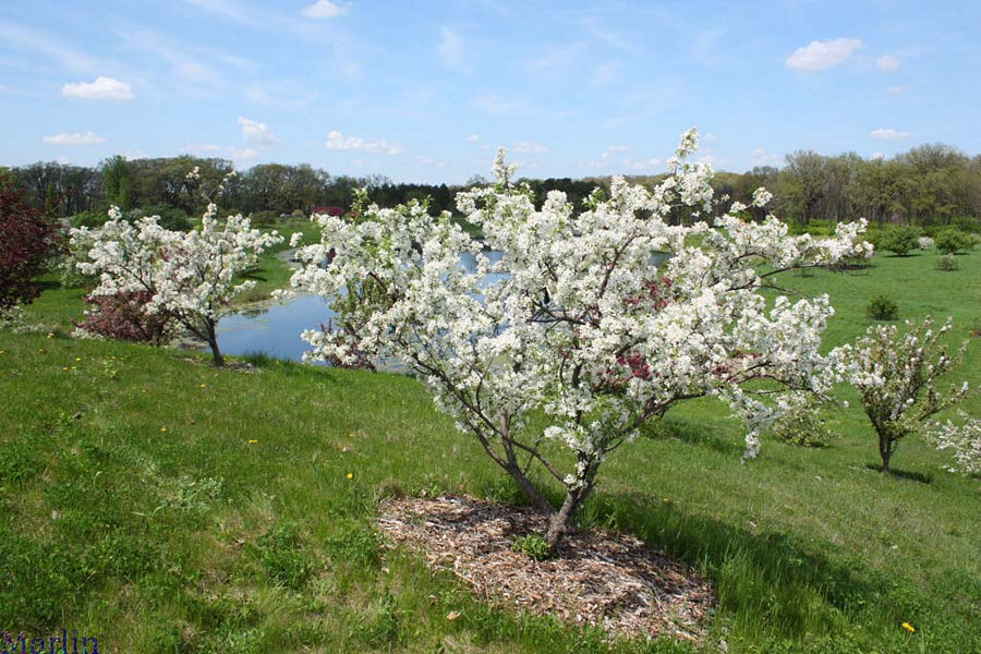 David Crabapples on hillside overlooking lake