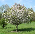 Doubleflower Chinese Crabapple - Malus spectabilis 'Plena'