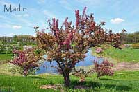 Indian Magic Crabapple