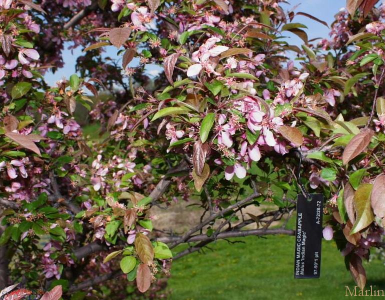 Indian Magic Crabapple blossoms