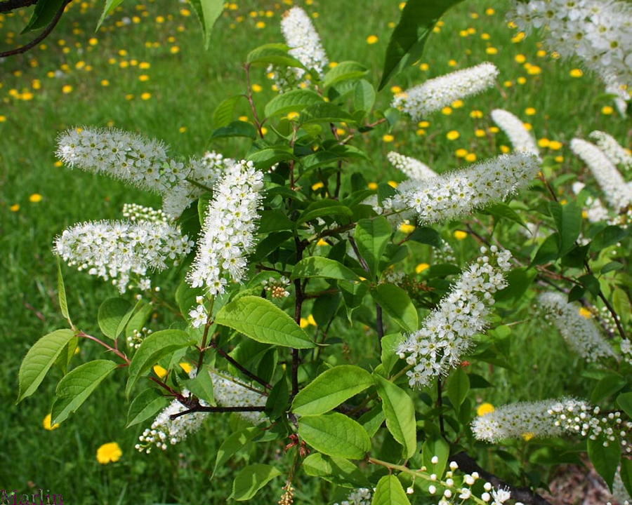 Prunus grayana