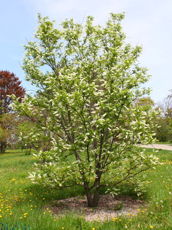 Prunus grayana