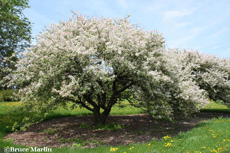 Japanese Flowering Crabapple