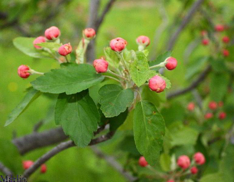 color photo Klehm Prairie Crabapple blossoms pre-opening