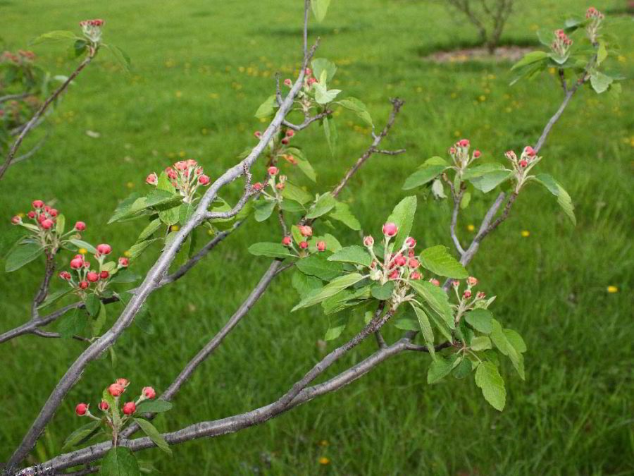 color photo Klehm Prairie Crabapple branches blooms and foliage