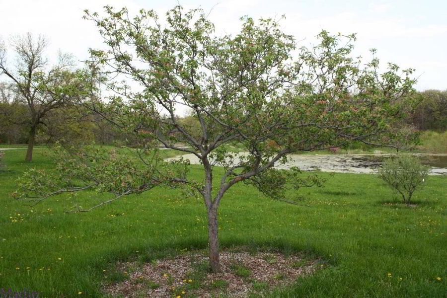 color photo Klehm Prairie Crabapple