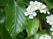 Korean Mountain-ash - Sorbus alnifolia