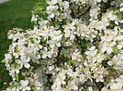 Lancelotâ„¢ Crabapple - Malus 'Lanzam'