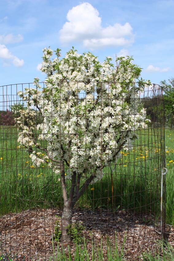 Lancelot Crabapple - Malus 'Lanzam'