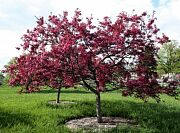 Liset Crabapple - Malus 'Liset'