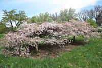 Louisa Crabapple - Malus 'Louisa' 