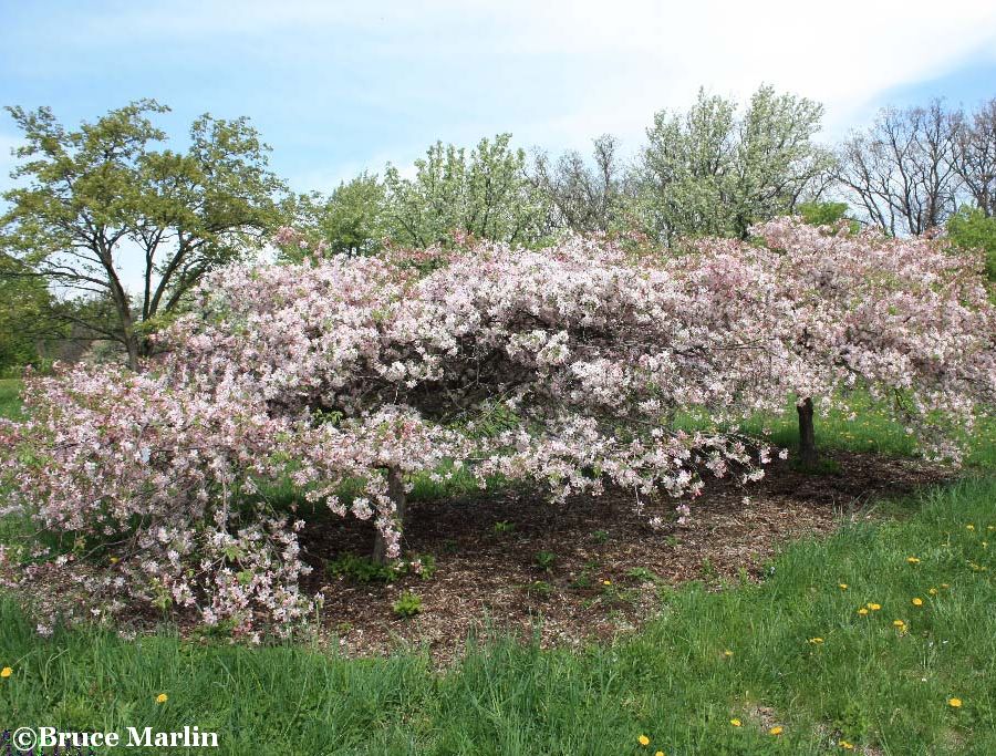 Louisa Crabapple Habit