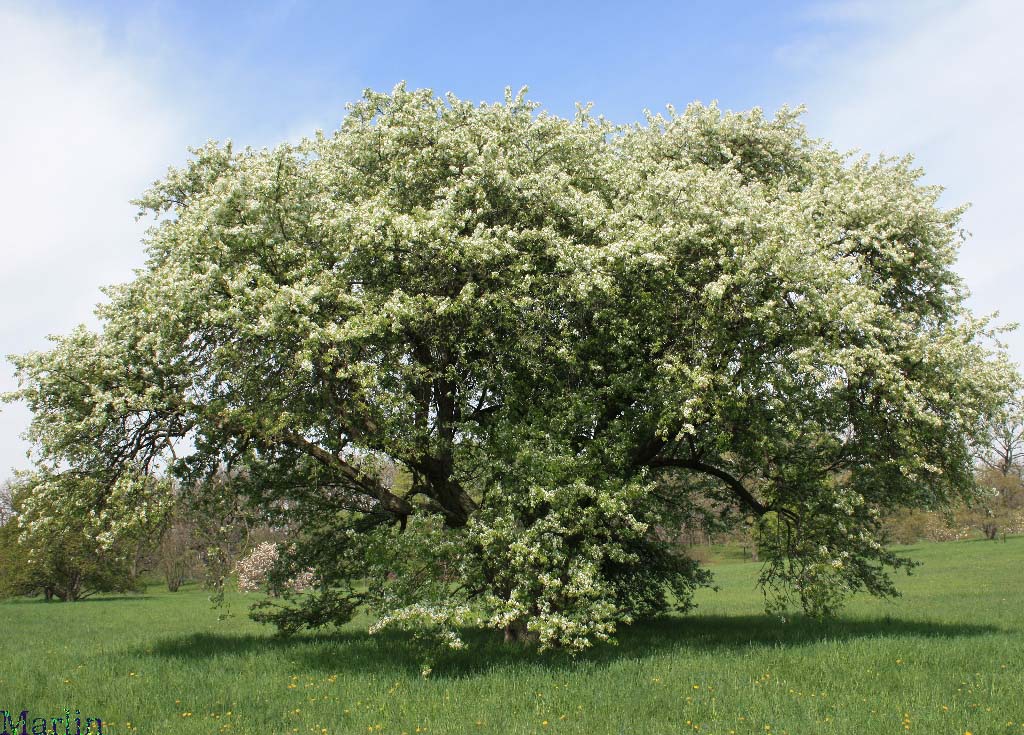 Crabapple - Malus flexilus