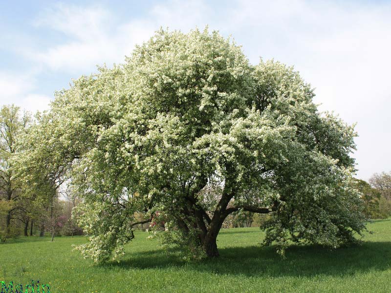 Crabapple - Malus flexilus