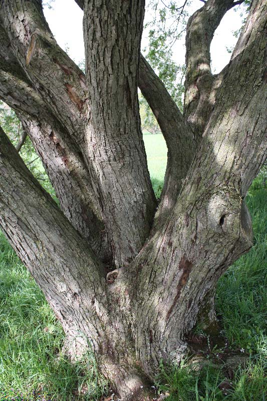 Crabapple bark