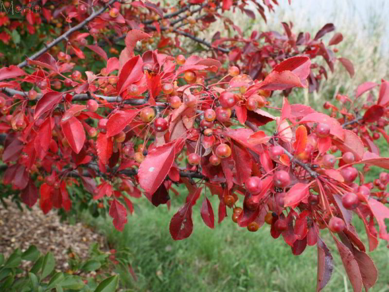 Hall Crabapple Fall Foliage and Fruit