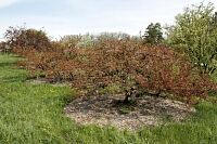 Mary Potter Crabapple - Malus 'Mary Potter'