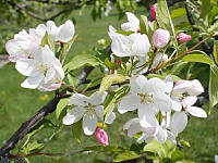 Ormiston Roy Crabapple - Malus 'Ormiston Roy'