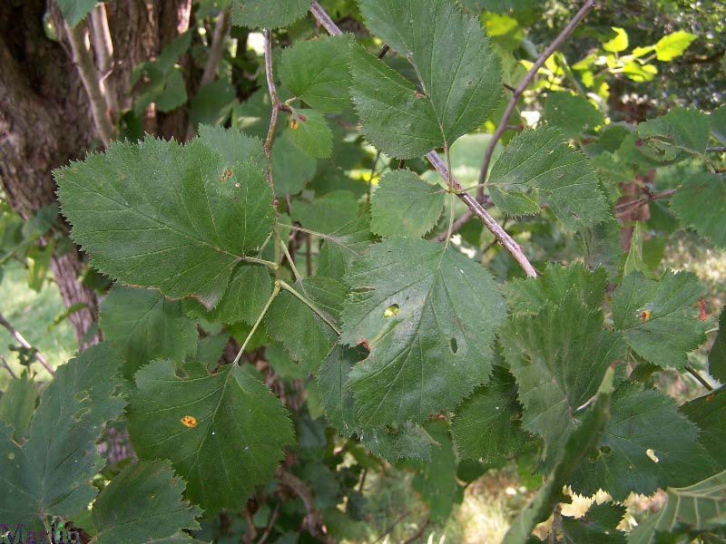 Pennsylvania Hawthorn - Crataegus pennsylvanica