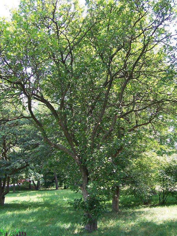 Pennsylvania Hawthorn - Crataegus pennsylvanica