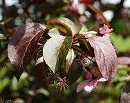 Perfect Purpleâ„¢ Crabapple - Malus 'Coppurple'