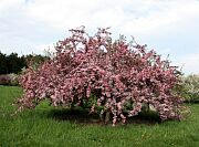 Prairie Maid Crabapple - Malus 'Prairie Maid'