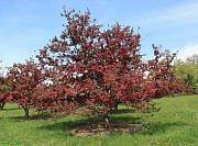 Profusion Crabapple - Malus 'Profusion'