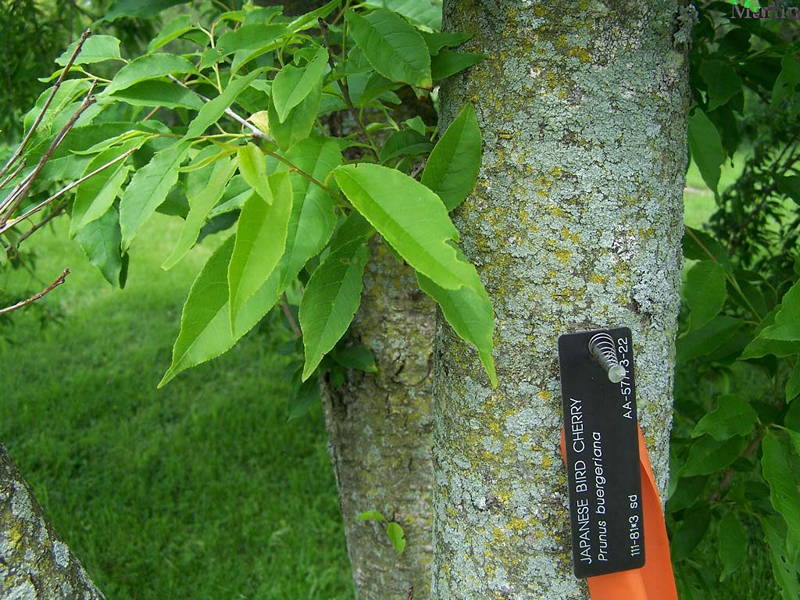 Prunus buergeriana bark and foliage