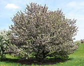 Rivers Chinese Flowering Crabapple - Malus spectabilis 'Riversii' 