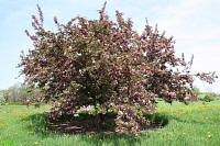 Robinson Crabapple - Malus 'Robinson'