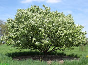 Siberian Crabapple - Malus baccata