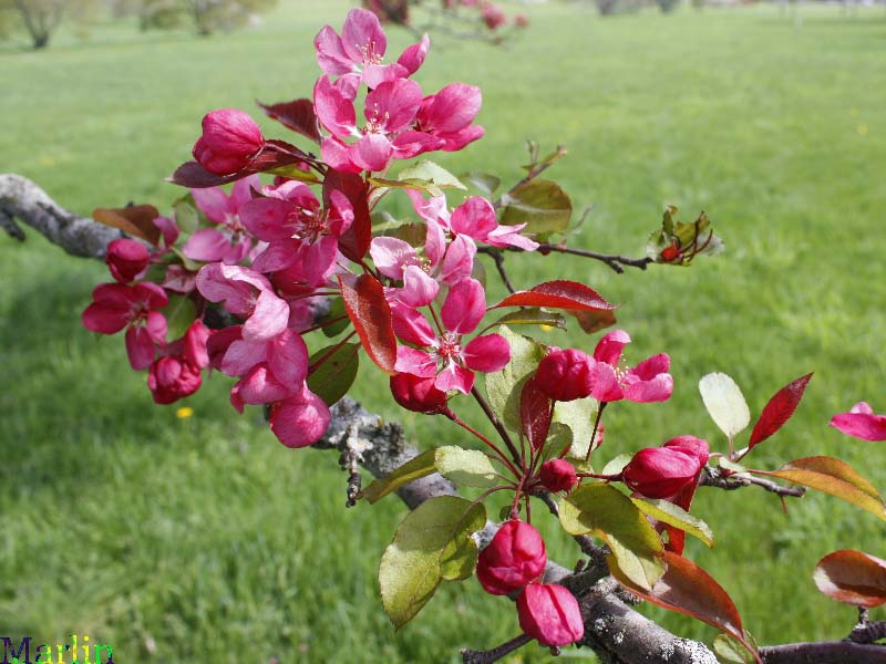 Sparkler Crabapple blossoms