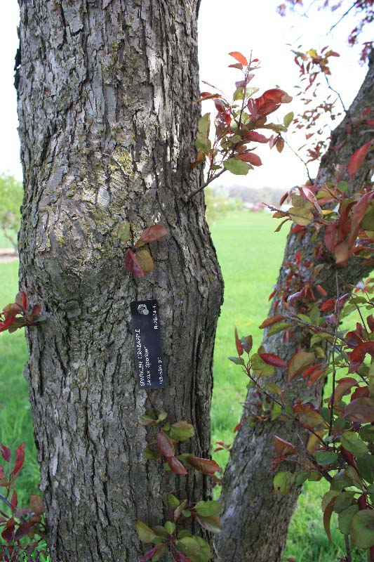 Sparkler Crabapple bark & foliage