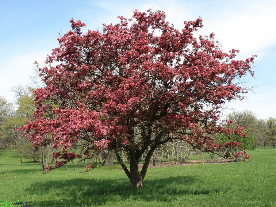 Sparkler Crabapple