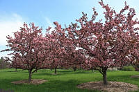 Strawberry Parfait Crabapple - Malus 'Strawberry Parfait'