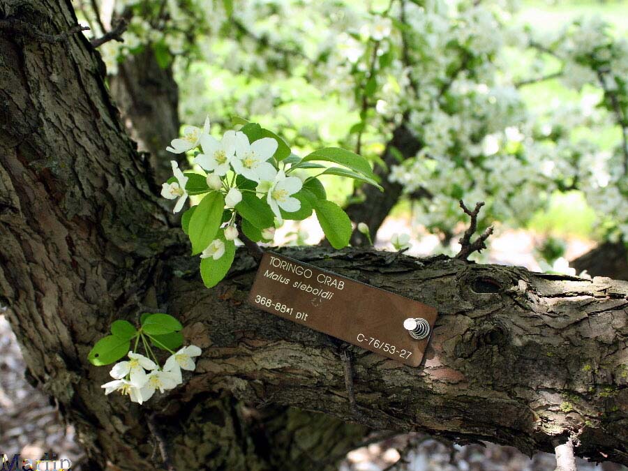 Toringo Crabapple bark & foliage