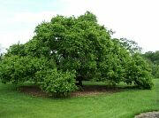 Ussurian Pear - Pyrus usseriensis