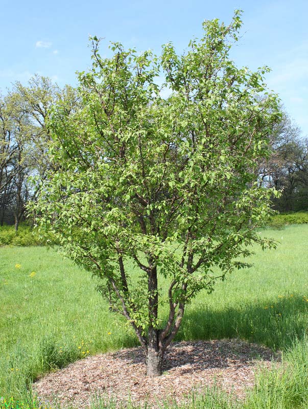 Yunnan Crabapple Habit