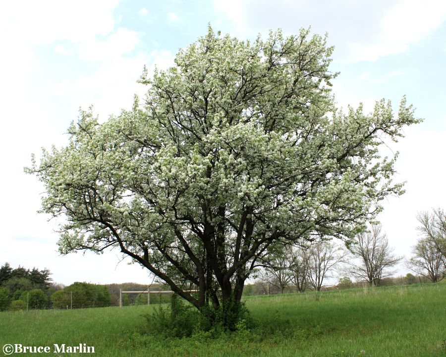 Aristocrat Callery Pear 