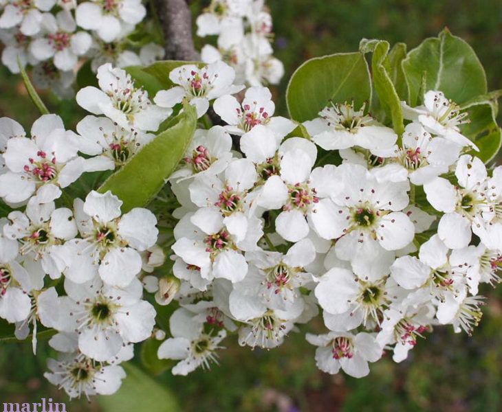 Aristocrat callery pear blossoms