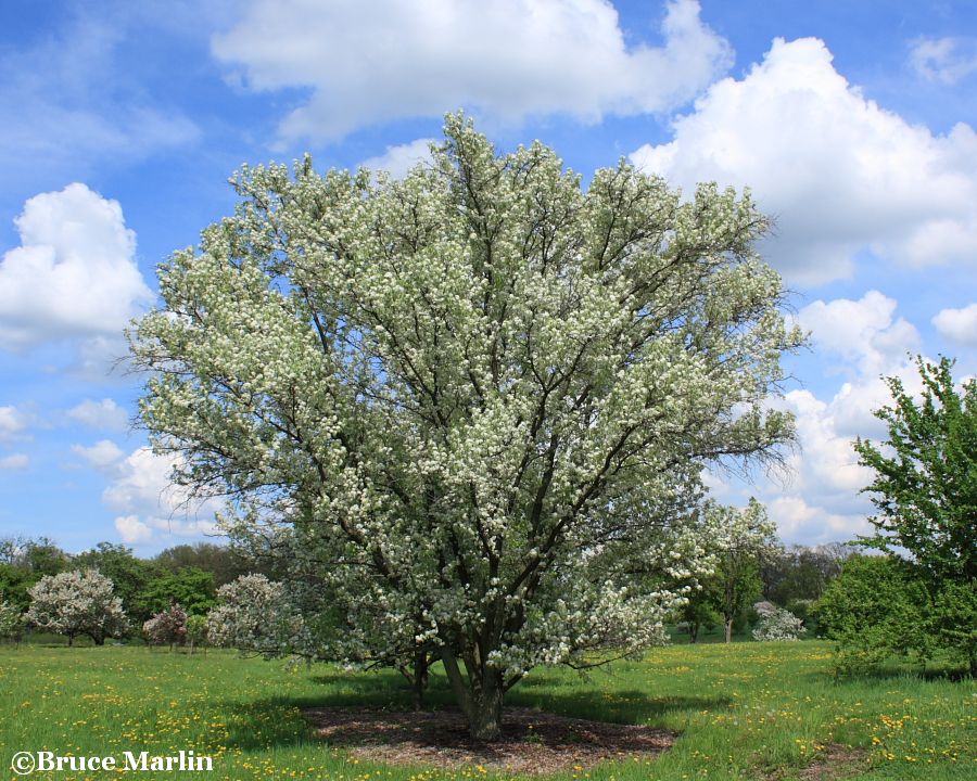 Birch-leaved Pear