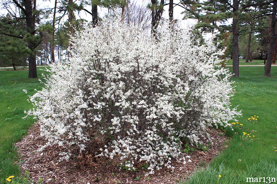 Prunus spinosa - Commonly called Blackthorn or Sloe