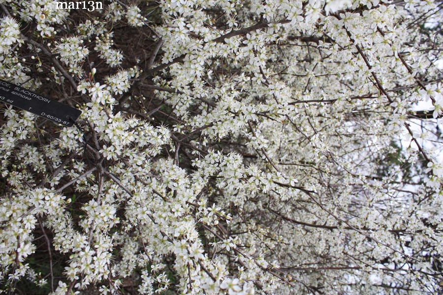 Prunus spinosa - Commonly called Blackthorn or Sloe